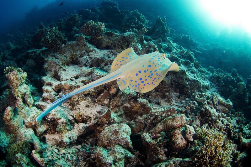 Blue-spotted stingray in coral reef