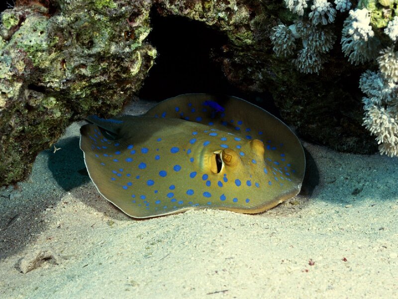 Blue-spotted stingray in coral reef