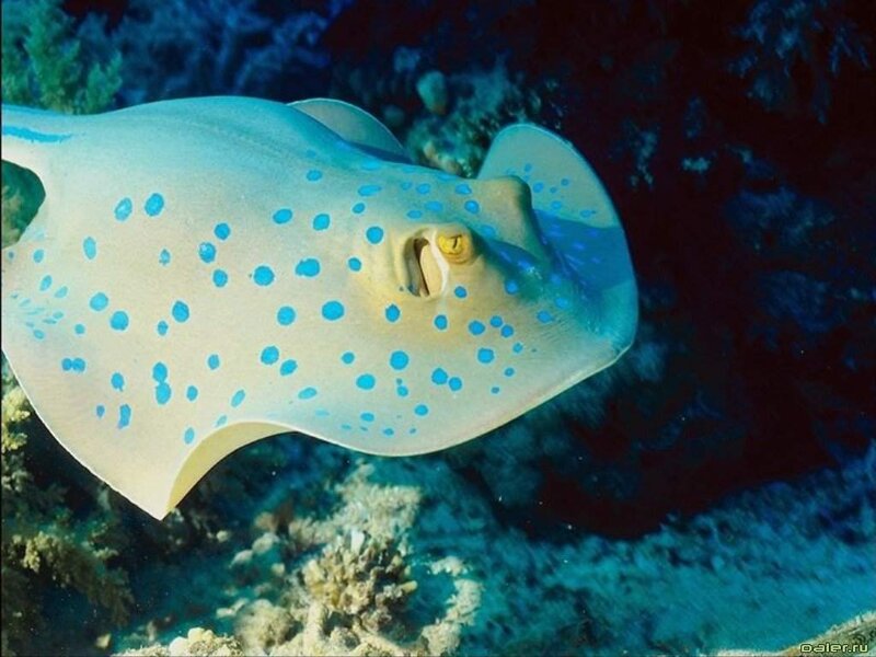 Blue-spotted stingray in coral reef