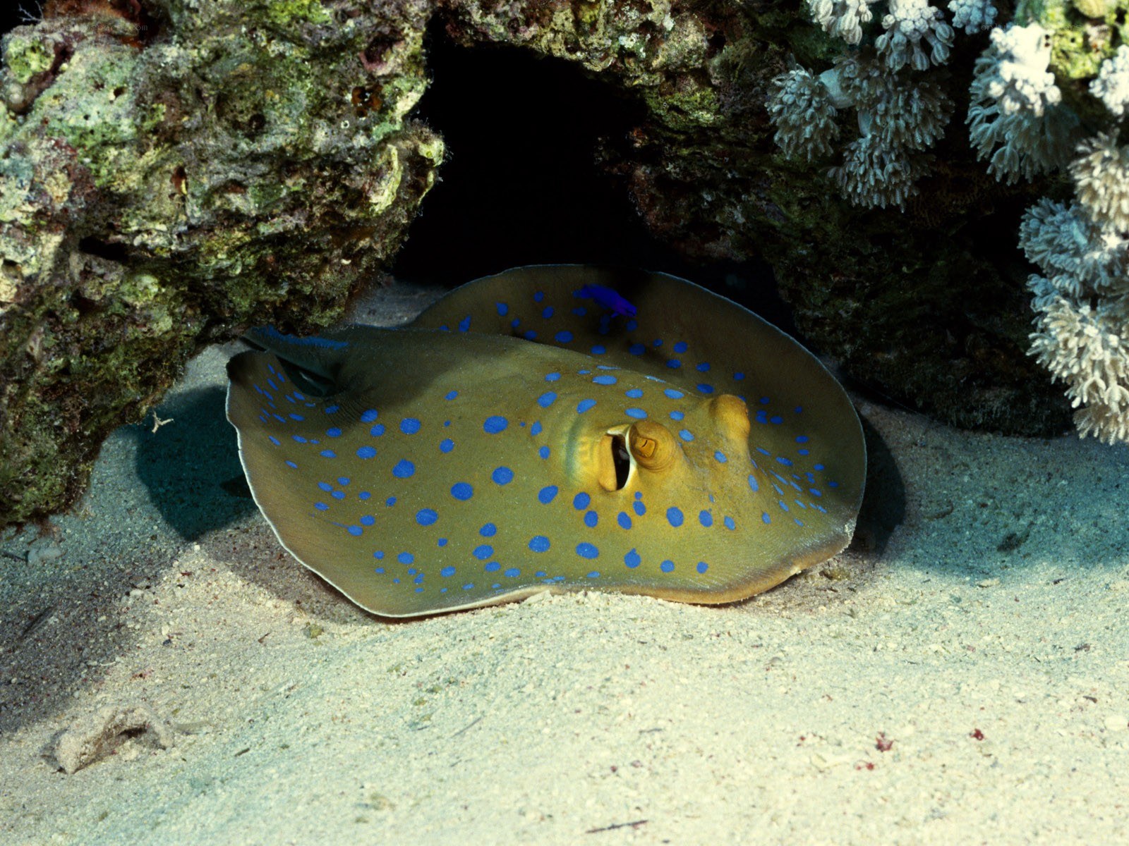 Blue-spotted stingray in coral reef