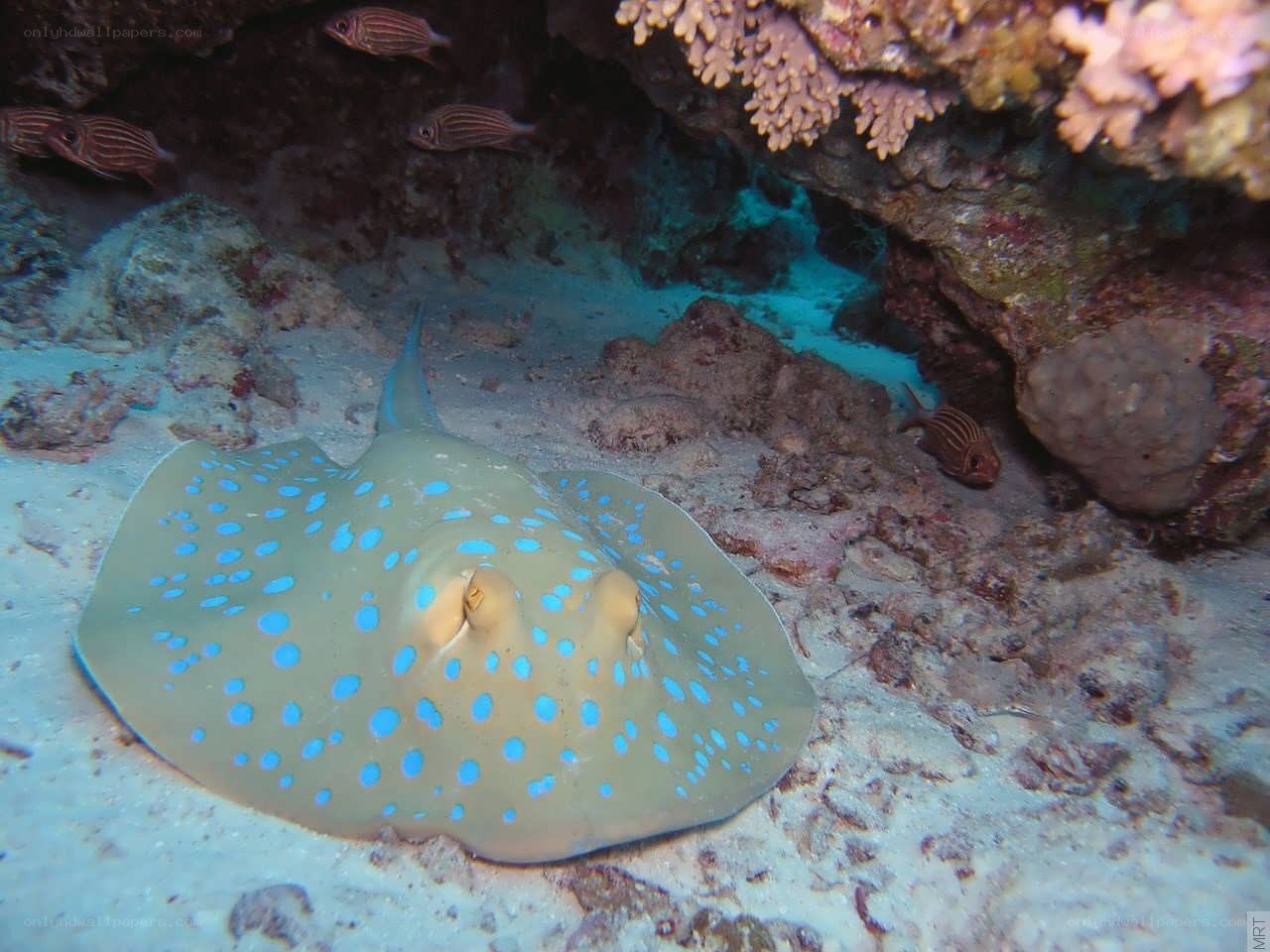 Blue-spotted stingray on coral reef
