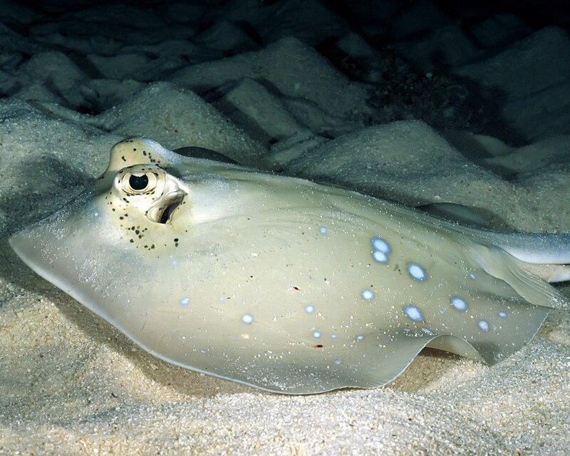 Blue-spotted stingray on sandy bottom