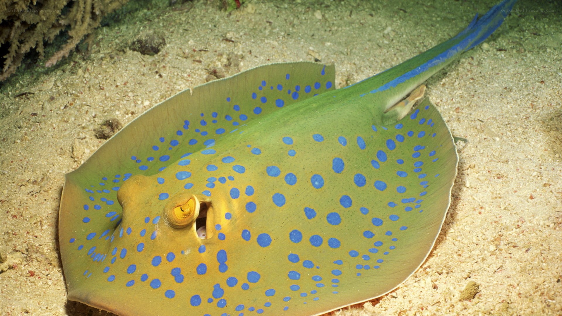 Blue-spotted stingray on sandy bottom