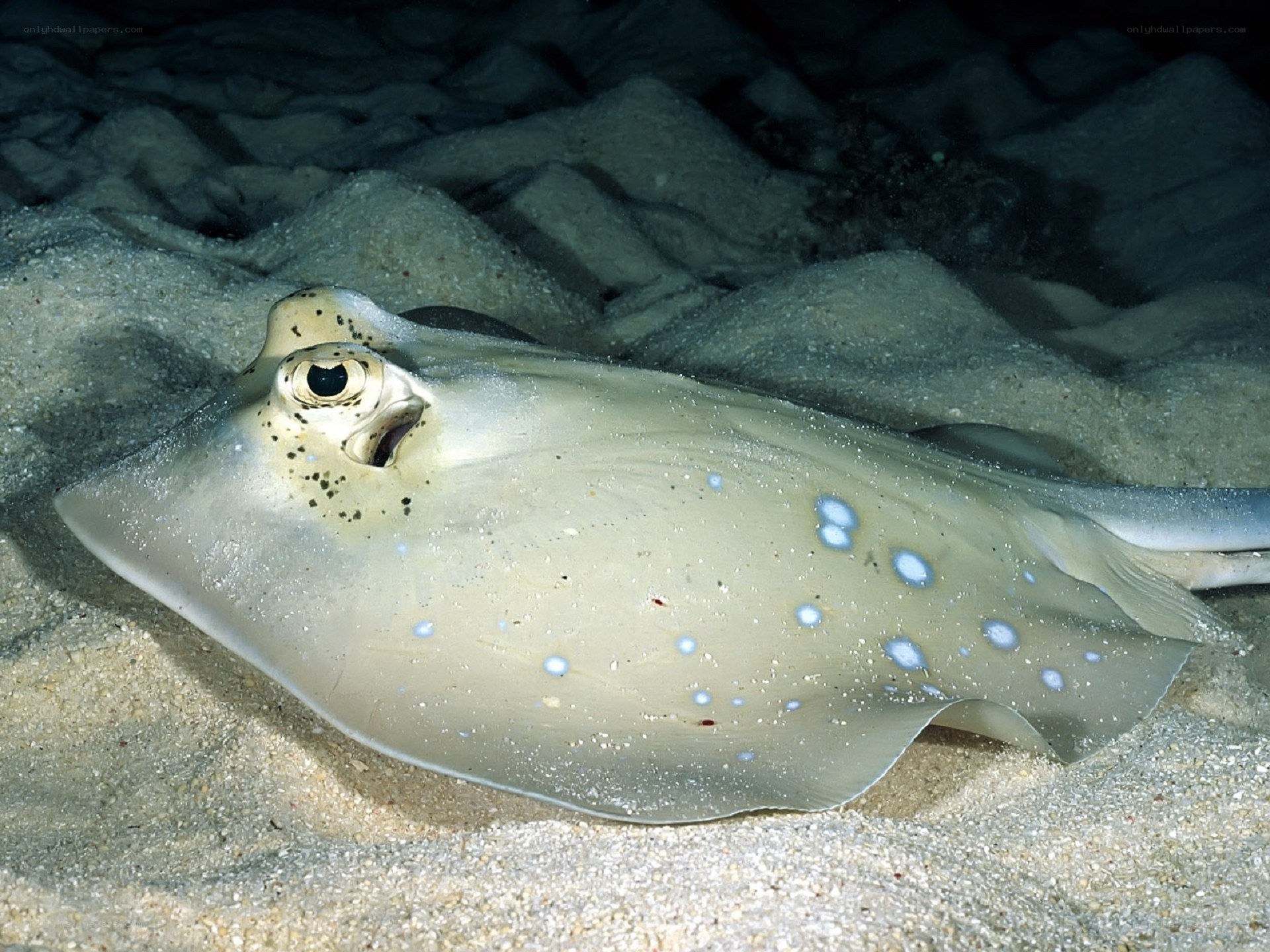 Blue-spotted stingray on sandy seabed