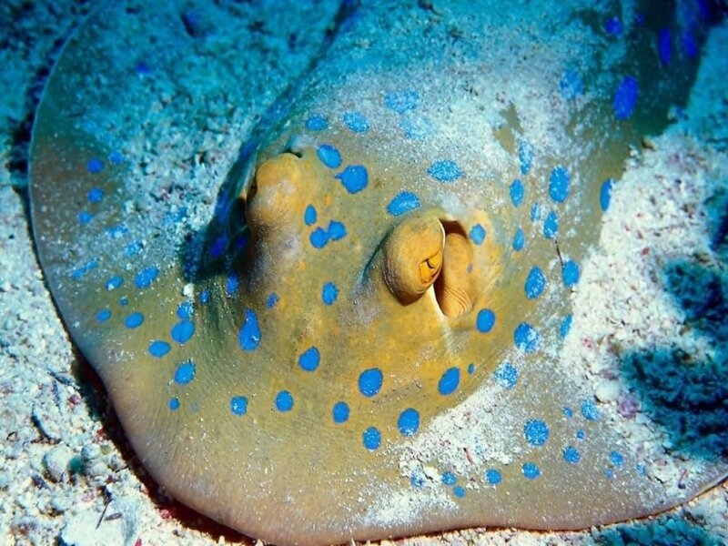 Blue-spotted stingray on the seafloor