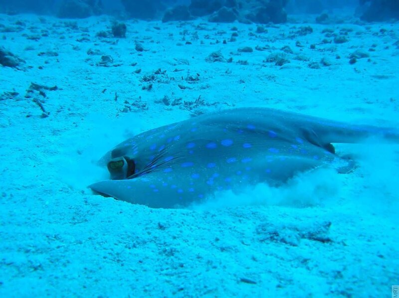 Blue-spotted stingray on the seafloor