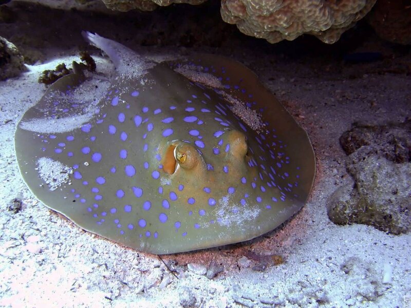 Blue-spotted stingray on the seafloor