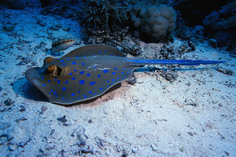 Blue-spotted stingray on the seafloor