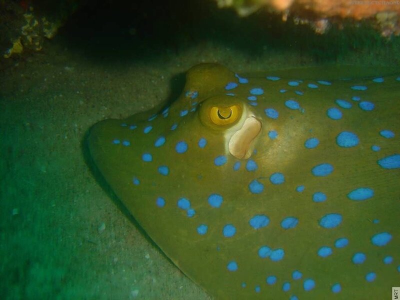 blue-spotted stingray