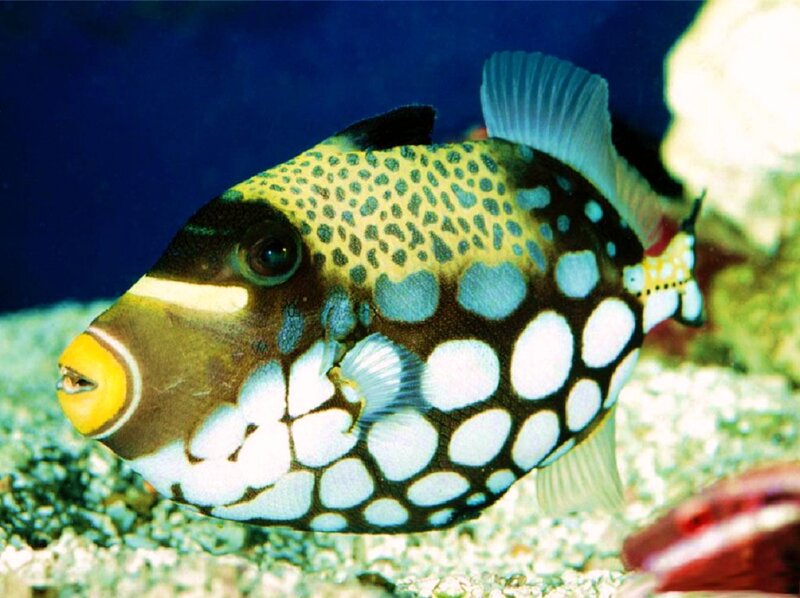 Blue-spotted Trunkfish