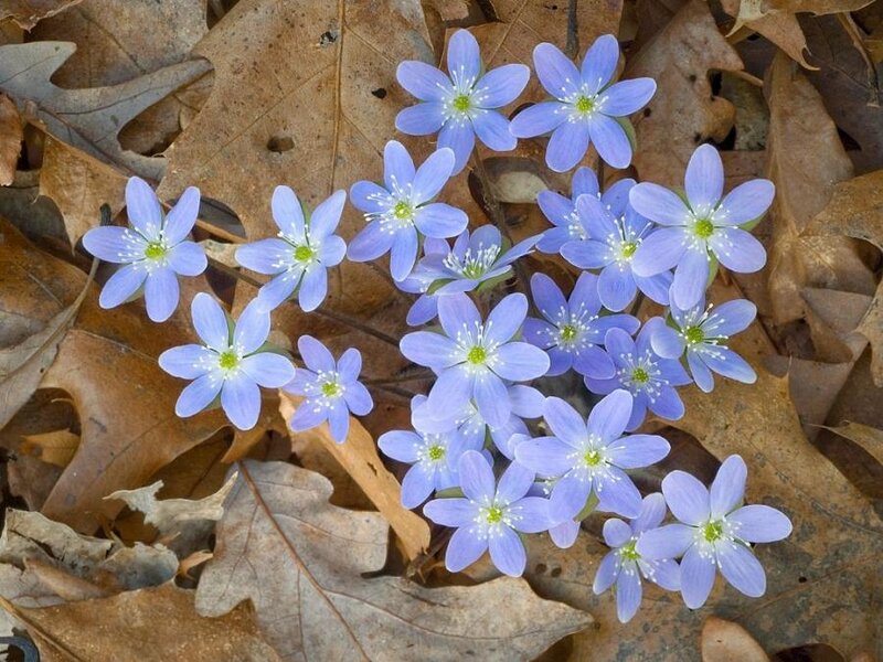 Blue Spring Flowers — Calm