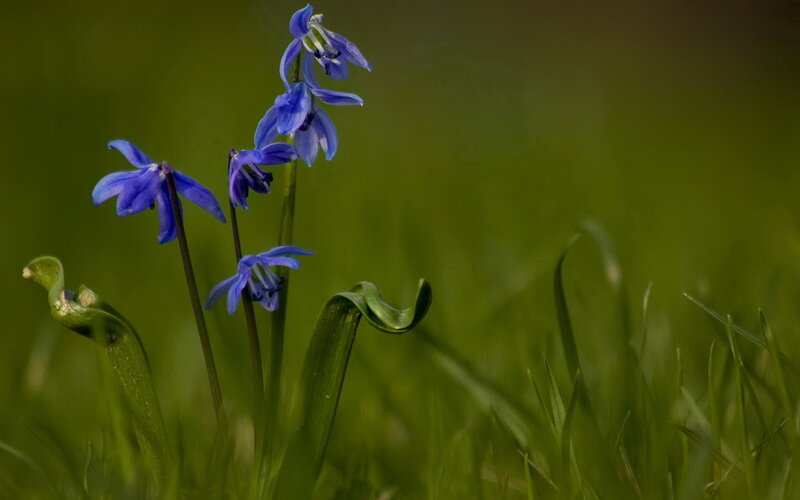 Blue Spring Flowers — Green