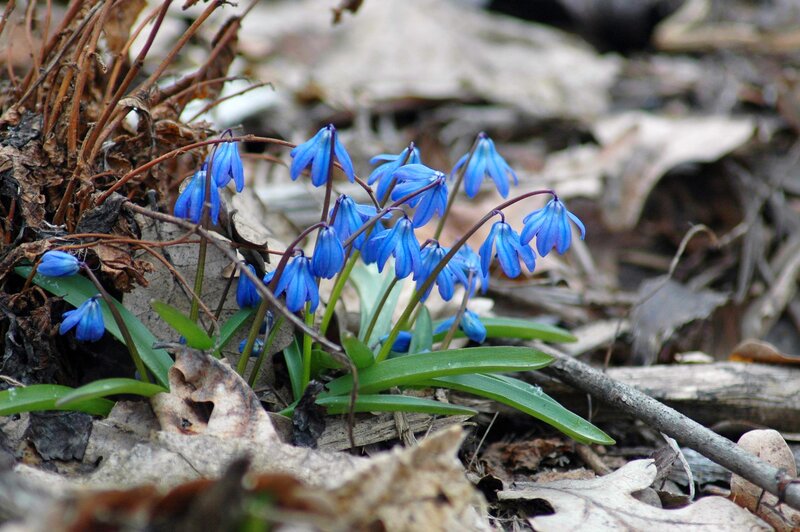 Blue Spring Flowers — Natural