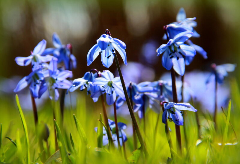 Blue Spring Flowers — Serene, Photograph, Grass, Sunlight