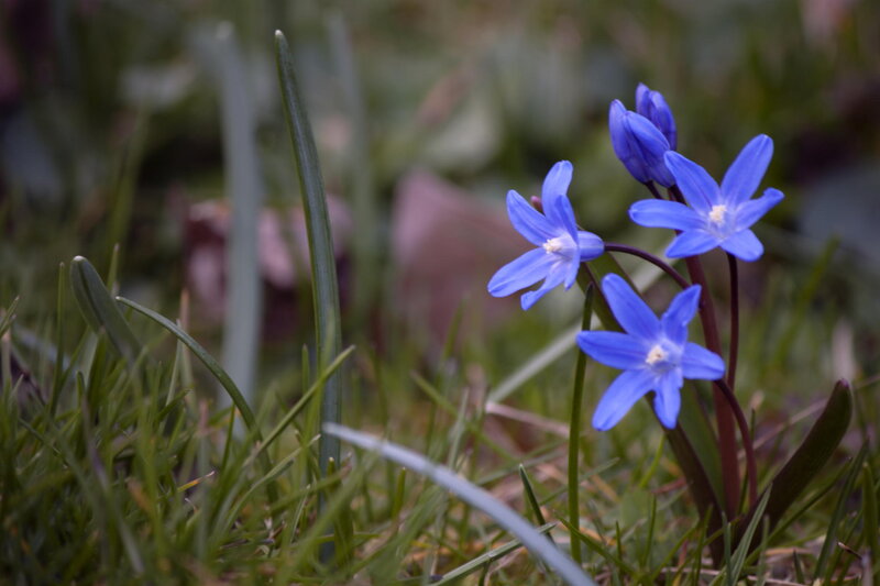 Blue Spring Flowers — Serene, Photograph, Grass