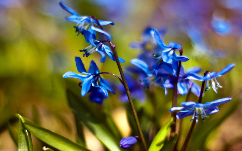 Blue Spring Flowers — Serene, Photograph, Green Leaves