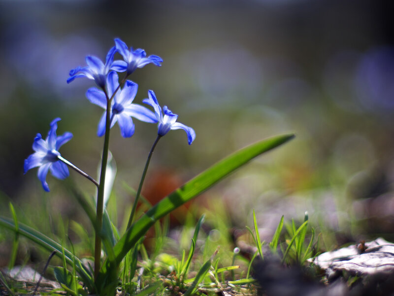 Blue Spring Flowers — Serene, Photograph