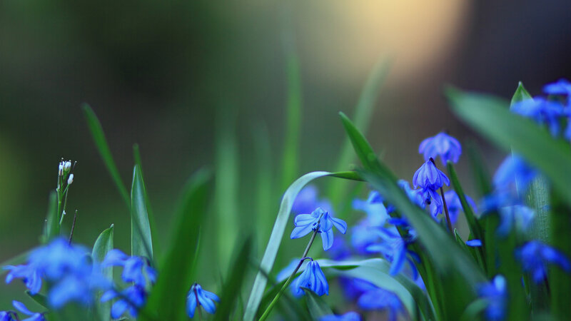 Blue Spring Flowers — Serene