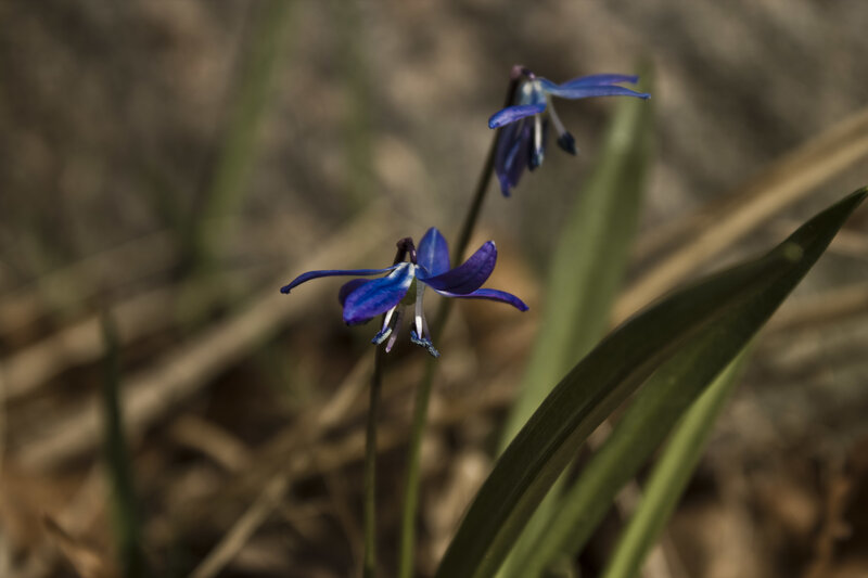Blue Spring Flowers