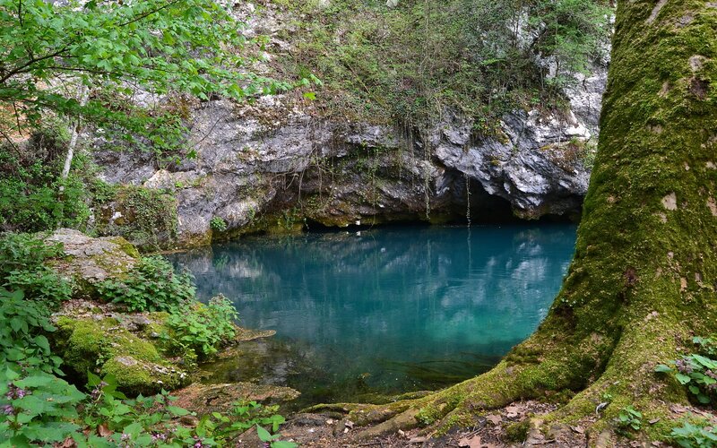 Blue Spring in Forest — Green