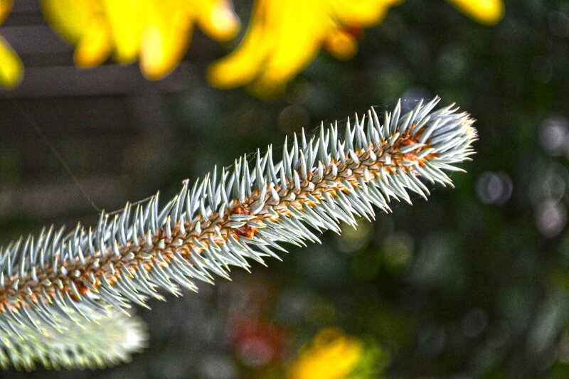 Blue Spruce Branch — Green, Natural