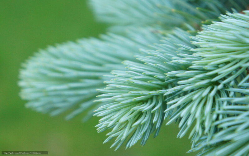 Blue Spruce Branch — Green, Serene
