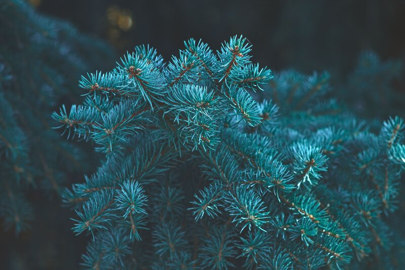 Blue Spruce Branch — Teal