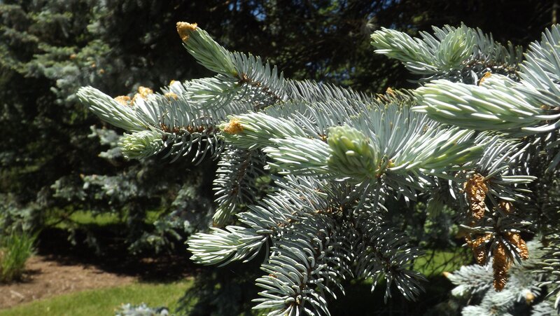 Blue Spruce Branch