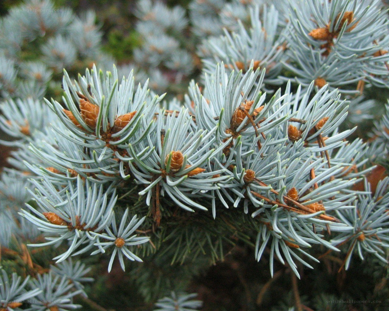 blue spruce branch with cones