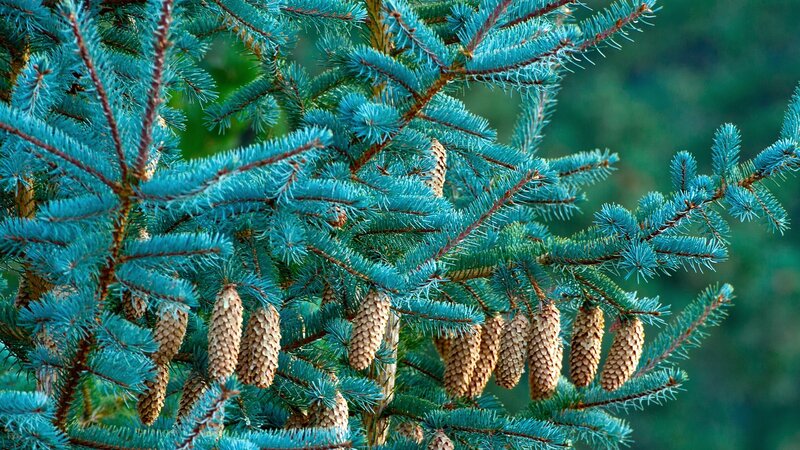 Blue Spruce Branches — Natural, Photograph, Cones