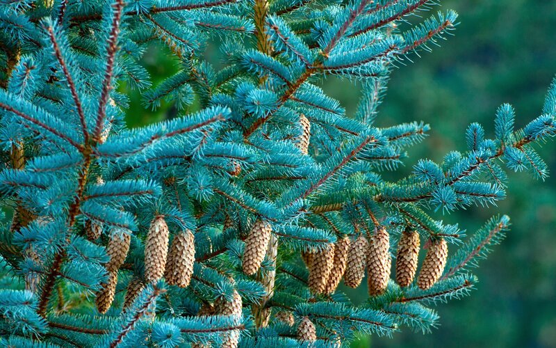 Blue Spruce Branches — Natural