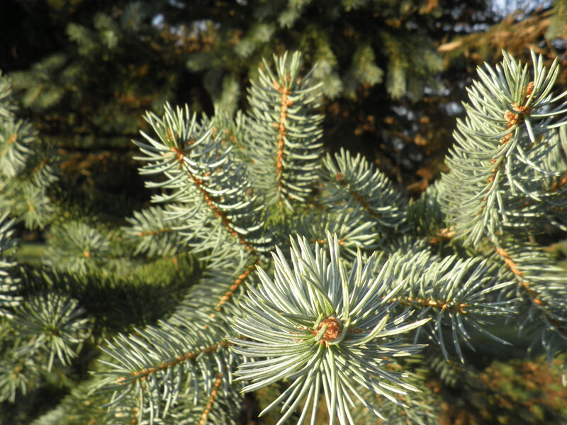 Blue Spruce Branches