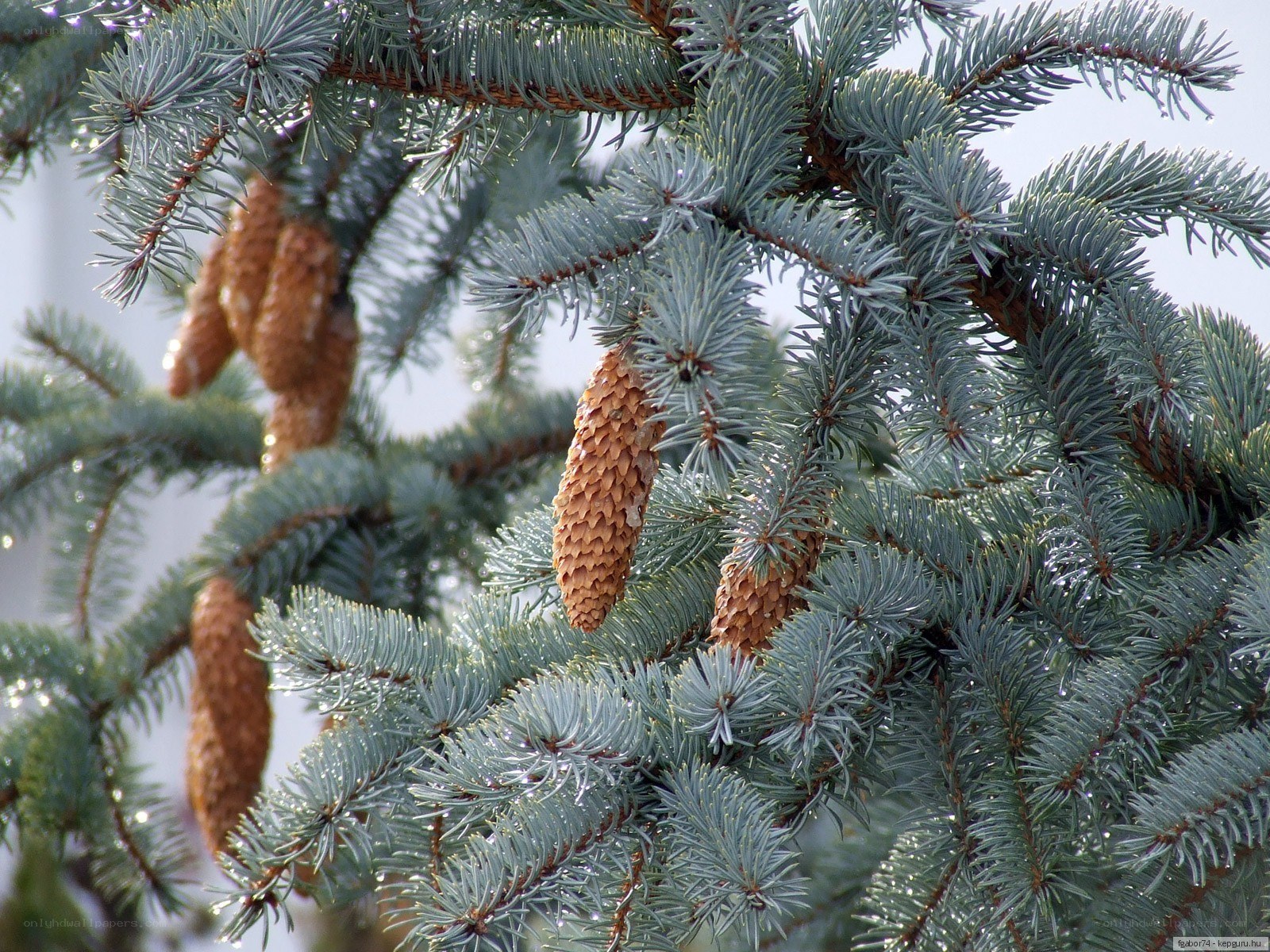 Blue spruce branches with cones