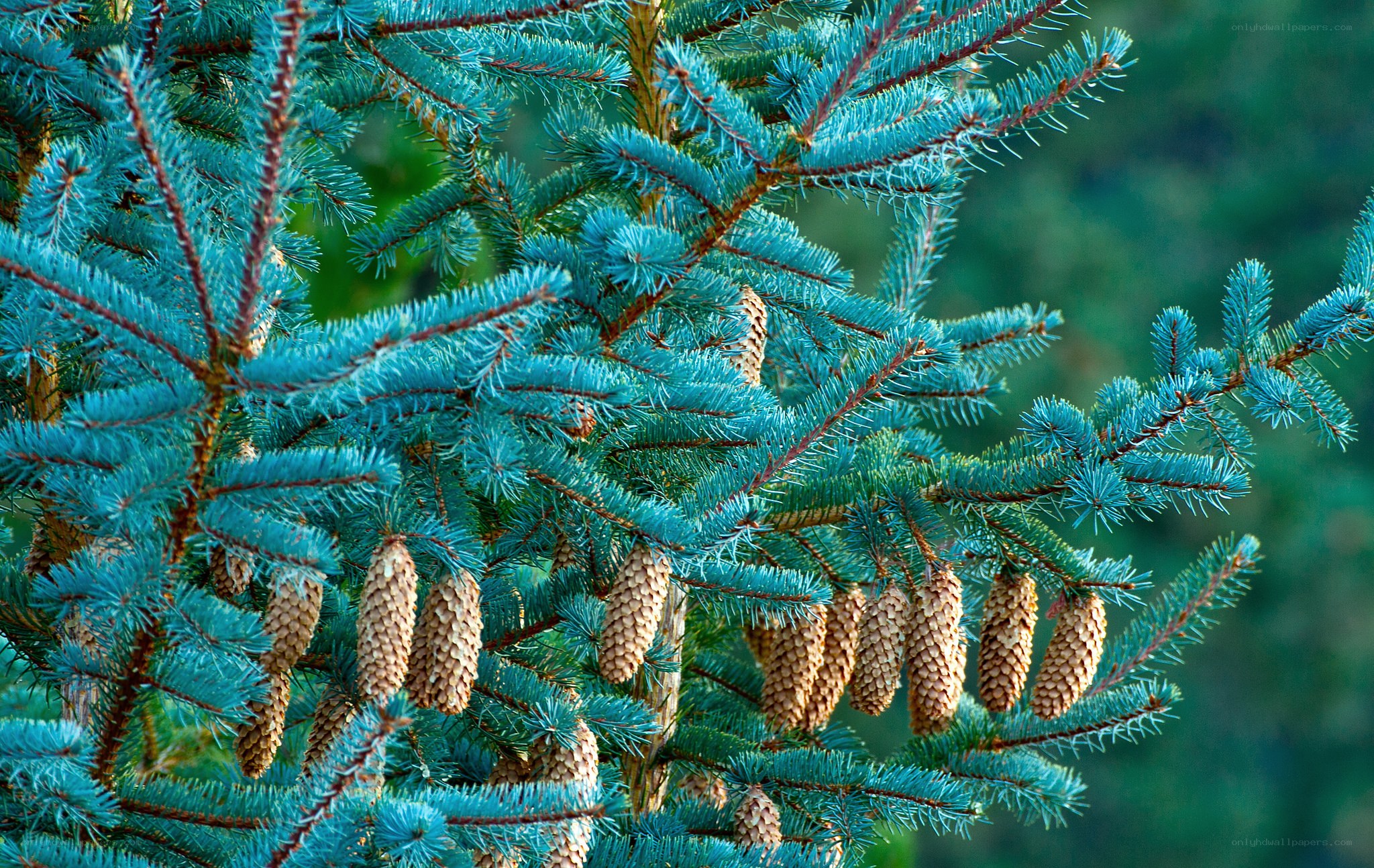 Blue spruce branches with cones