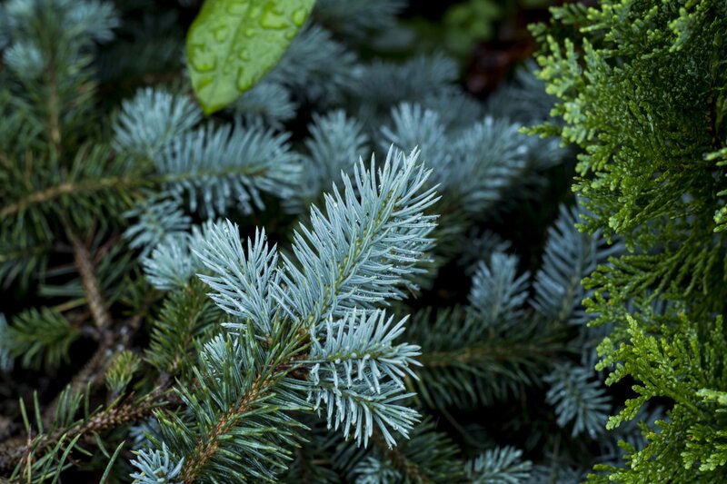 Blue Spruce Needles
