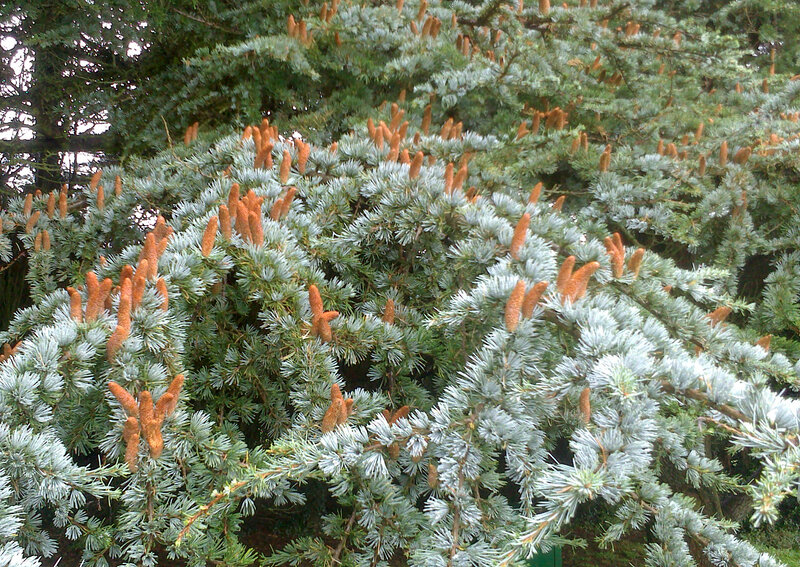 Blue Spruce Tree — Green, Natural