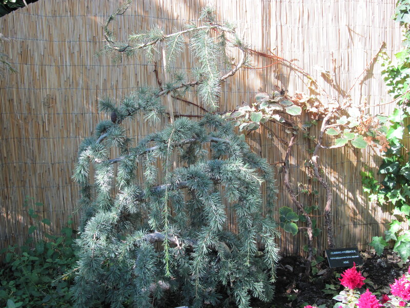 Blue Spruce Tree — Green, Serene