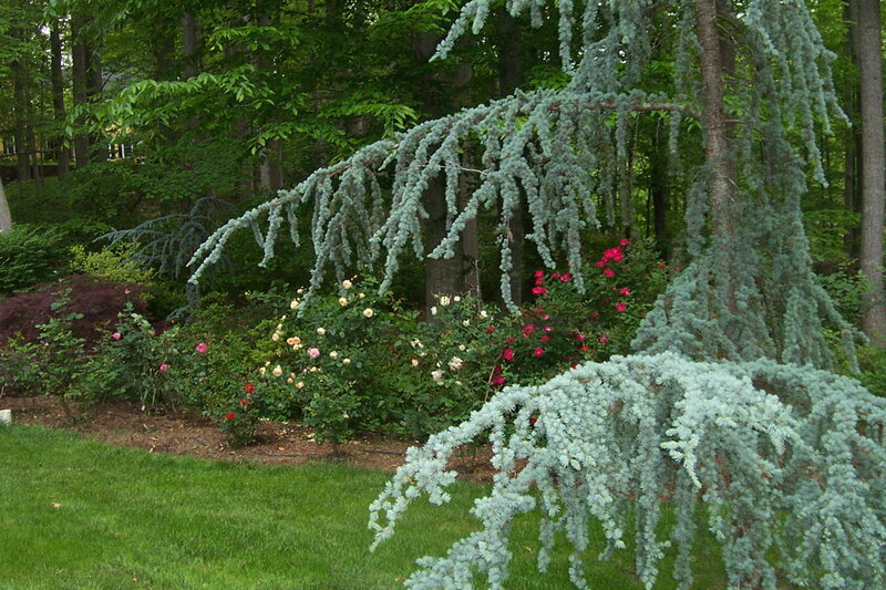 Blue Spruce Tree — Green