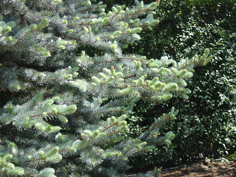 Blue Spruce Tree