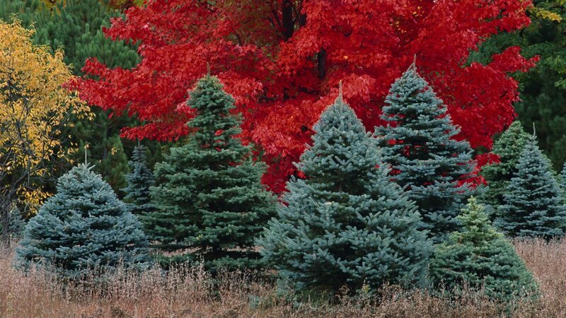 Blue Spruce Trees — Green