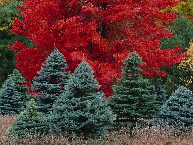 Blue Spruce Trees — Red