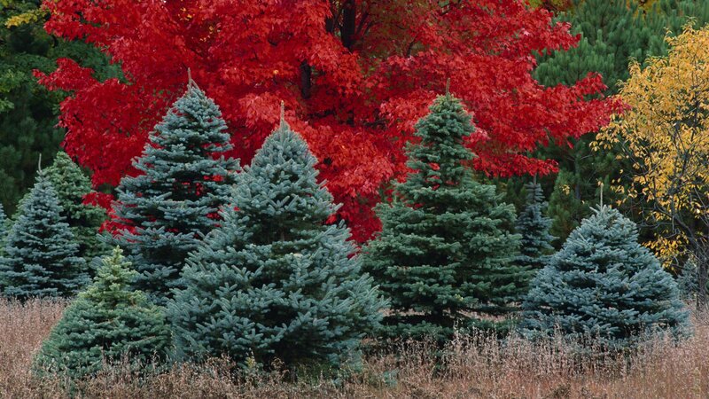 Blue Spruce Trees