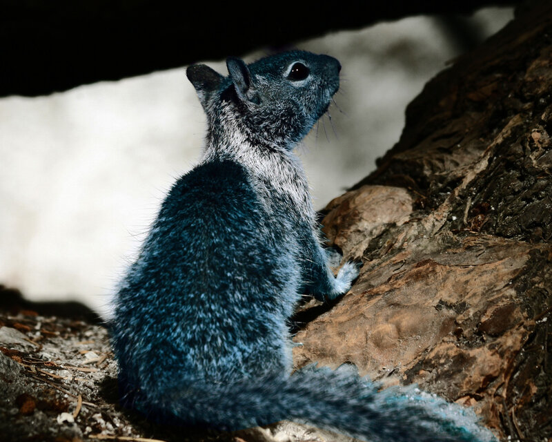 Blue Squirrel on Rock