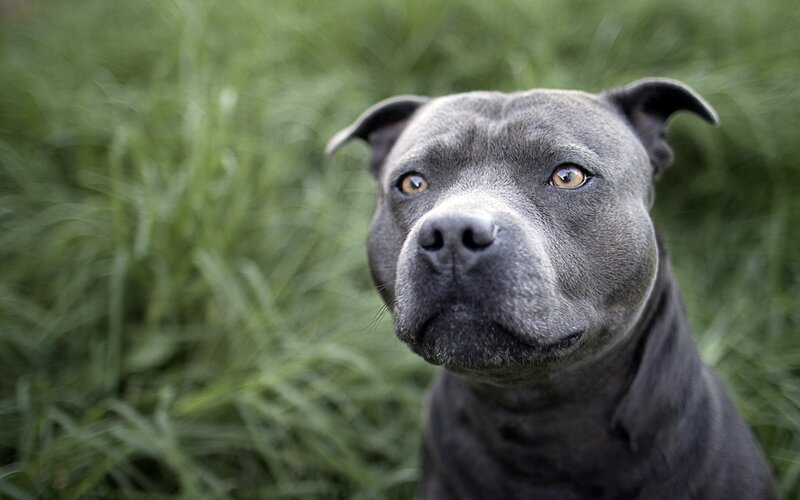 Blue Staffordshire Bull Terrier — Gray