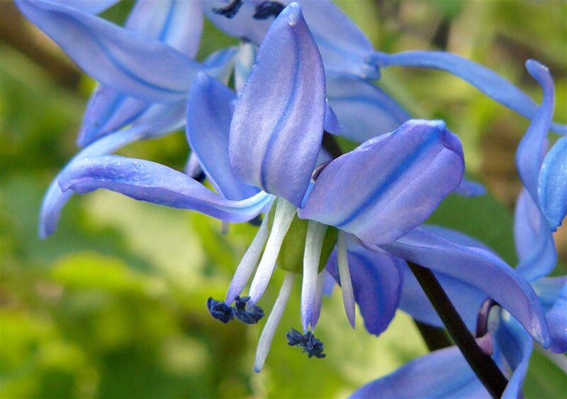 Blue Star-shaped Flower — Calm