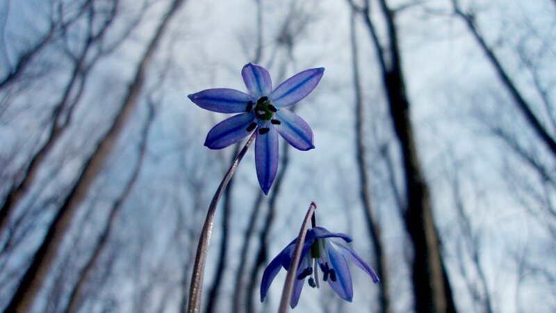 Blue Star-shaped Flower — Purple