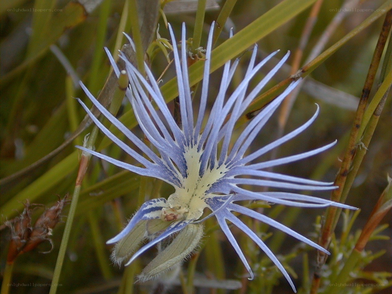 blue star-shaped flower