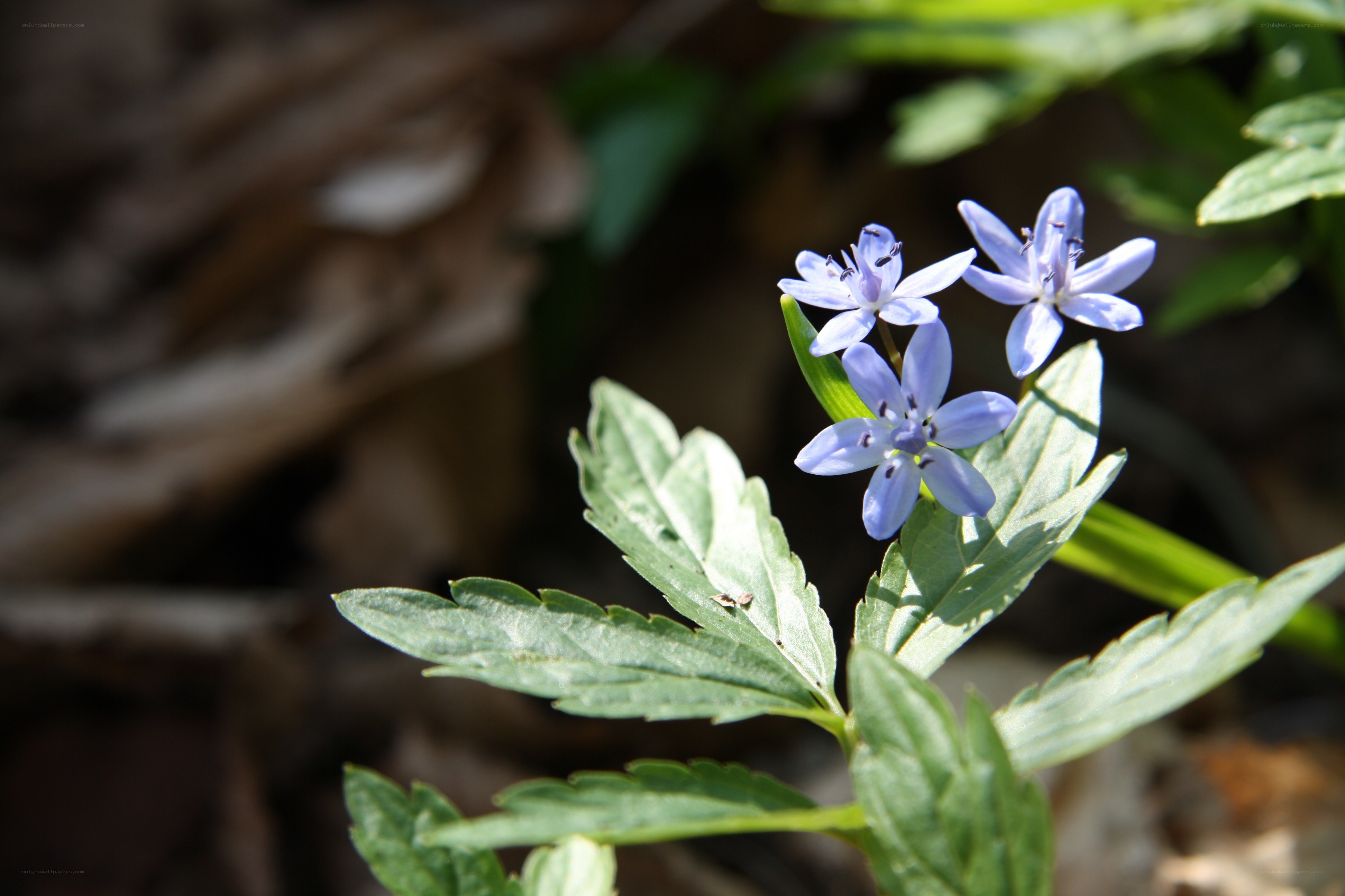 blue star-shaped flowers