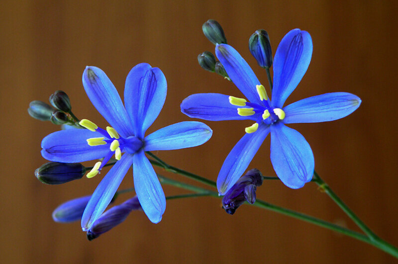 Blue Star-shaped Flowers — Calm, Photograph