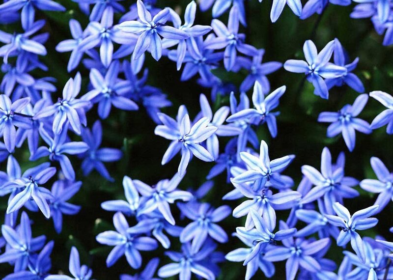 Blue Star-shaped Flowers — Calm